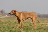 RODESIAN RIDGEBACK 141